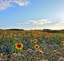 60465 - EG Schlacht-, u. Zerlege-Betrieb, Betriebsergebnis ca. 185.000,- € (ergebnisrelevant korrigiert) - Hillesheim