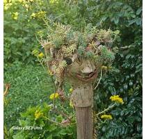 Gartenwohnung: Klein, aber fein in ruhiger, angenehmer Lage, - Laufen