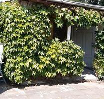 Garten in Radebeul abzugeben - 2.500,00 EUR Kaltmiete, ca.  0,00 m² in Dresden (PLZ: 01127) Neustadt