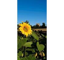 Panorama Dachgeschoss Wohnung - 1.400,00 EUR Kaltmiete, in Essen (PLZ: 45289) Stadtbezirk VIII