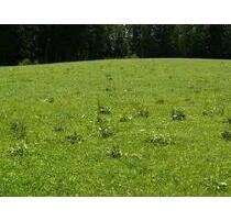 Grünland in Großwalbur und Kleinwalbur - Meeder