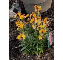 Kleingarten 140 im KGV Leuben, zur Pacht - Dresden