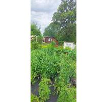 Schöner Garten mit viel Obst - 100,00 EUR Kaltmiete, ca.  0,00 m² in Chemnitz (PLZ: 09126) Bernsdorf