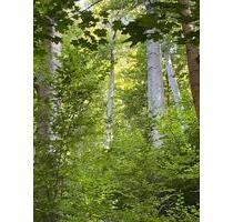 Wald in Kreiensen - 3,00 EUR Kaltmiete, ca.  0,00 m² in Einbeck (PLZ: 37574)
