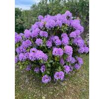 Schrebergarten Lütten Klein Helsinki - Elmenhorst/Lichtenhagen