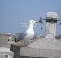 Neubauwohnung in Loga - bezugsfrei - Leer (Ostfriesland)