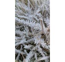 atemberaubender Garten im Landkreis Helmstedt abzugeben - Bayreuth City