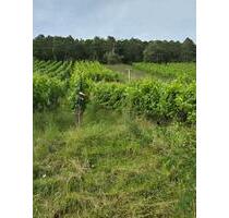 Weinberg Weinhang in Wirmsthal - Bad Kissingen KG Wein-Berg - Fuchsstadt