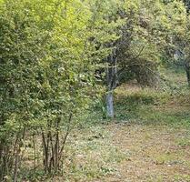 verpachten kleines Grundstück in Urbach