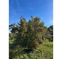 GartenKleingarten - 650,00 EUR Kaltmiete, ca.  0,00 m² in Greifswald (PLZ: 17491) Groß Schönwalde