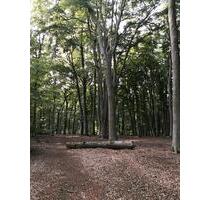 Wald zu verpachten für Campen Zelten Bushcraft in 27305 - Bruchhausen-Vilsen