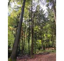Wald Waldgrundstück Forst Holz - 6,00 EUR Kaltmiete, ca.  0,00 m² in Gleißenberg (PLZ: 93477)