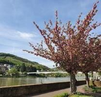 Charming house with Mosel view - 199.000,00 EUR Kaufpreis, ca.  165,00 m² in Zell (Mosel) (PLZ: 56856)