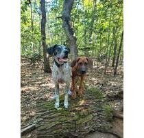 Wohnung mit Hundehaltung - 2.000,00 EUR Kaltmiete, in Kelsterbach (PLZ: 65451)