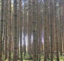 Waldfläche Waldgrundstück ca. 3,7 ha - Kirchanschöring