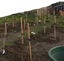150 m² Gartenland für Obstbaumwiese Beerensträucher Wiese Rasen - Oschatz