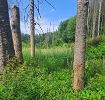 17 Min. v. Köln-Ost: Waldbaden-deluxe das ganze Jahr mit eigenem Bachlauf - Overath