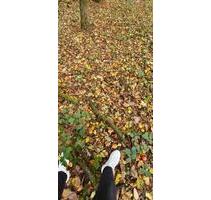 FreizeitgrundstückGarten direkt in Zweibrücken zu vermieten!