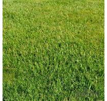 24.000 m2 Wiesenfläche mit Zukunftspotenzial in Vollbüttel - Ribbesbüttel