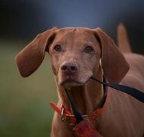 Urlaub mit Hundeerziehung Hundetraining Mecklenburg - Mirow