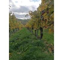 Weinberg in Ober-Ingelheim ab Januar zu pachten - Wiesbaden Nordost