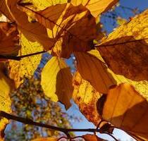 Bungalow mit Eigentumsland - 42.000,00 EUR Kaufpreis, ca.  48,00 m² in Schwerin (PLZ: 19053)