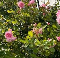 Großer Garten zu verpachten - 100,00 EUR Kaltmiete, ca.  0,00 m² in Waiblingen (PLZ: 71336) Bittenfeld