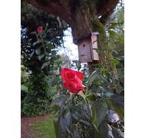 Exklusiv ausgestattete Wohnung in ruhiger und angenehmer Lage! - Münster Münster-Südost