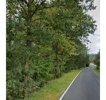 Waldgrundstück Laubwald Buchenwald Wald - Windeck
