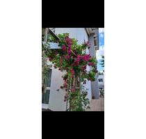 Wohnung zu vermieten in Walddorfhäslach