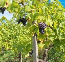 Alter weinberg trollinger - 1.600,00 EUR Kaltmiete, ca.  0,00 m² in Korb (PLZ: 71404)