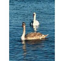❤️❤️FerienwohnungFerienhaus auf Usedom,in Zempin an der Ostsee❤️ - Koserow