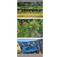 Schrebergarten Garten in Aldenhoven abzugeben - Niederzier