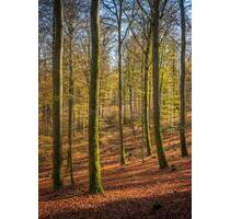 Wald, Outdoor, Bushcrafting, Brennholz, Wochenend Grundstück - Rammelsbach