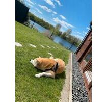 Ferienhaus am See,Hund ,Sauna, privatem Seezugang 31.05-07.06 - Kiel
