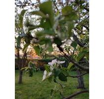 schöner idyllischer Garten in ruhiger Lage abzugeben - Frankenberg (Sachsen)