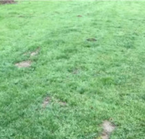 Garten von privat zu verpachten - Bad Karlshafen