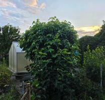 Kleingarten in Coswig Sa. - 3.500,00 EUR Kaltmiete, ca.  0,00 m² in Coswig (PLZ: 01640)