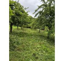 Obstbaumwiese Streuobstwiese in Sachsenheim Ochsenbach - Stuttgart Bopser