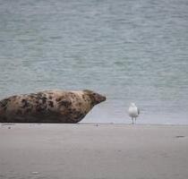 Steffis-Strand-Schule Nebensaison 3 Tage Nordseeurlaub ab 149.-€ - Cuxhaven Duhnen