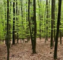 Schöner letzter Platz im FriedWald Taunusstein – Baumgrab - Wiesbaden Bierstadt