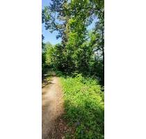 HOLZGOLD _ WaldGrundstück _ Nähe Schlossruine Waseneck - Oberndorf am Neckar