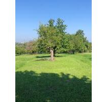 Obstbaumwiese Neckarweihingen - 7.500,00 EUR Kaltmiete, ca.  0,00 m² in Ludwigsburg (PLZ: 71642) Hoheneck