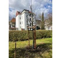 Kleine sanierte Altbauwohnung Nähe Siegfriedsplatz, Bilder folgen - Bielefeld Schildesche