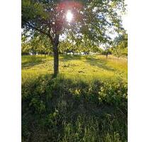 456 qm FreizeitgrundstückErholungsgrundstück zu verpachten ! - Höpfingen