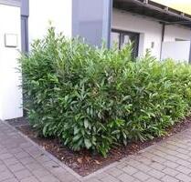 ruhiges Appartement in Energiespar-Appartementhaus in Trier-West