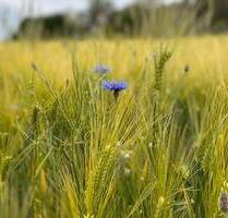 Ackerland zu verpachten - 395,00&nbsp;EUR Kaltmiete, ca.&nbsp; 0,00&nbsp;m&sup2; in Sankt Leon-Rot (PLZ: 68789)