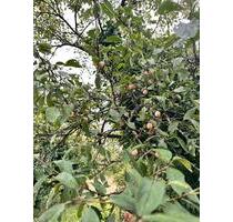 Gartengrundstück für Hobbygärtner - Wyhl am Kaiserstuhl