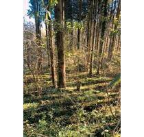 1581qm Wald Waldgrundstück Beuren Hechingen