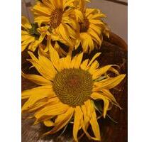 Kleines Nest für große Freuden - 750,00 EUR Kaltmiete, in Wangen im Allgäu (PLZ: 88239)